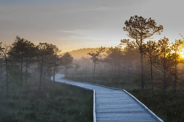 Houten wandelpad in bos — Stockfoto