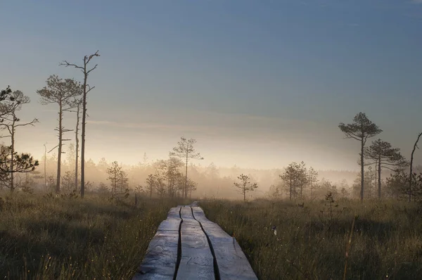 Houten wandelpad in bos — Stockfoto