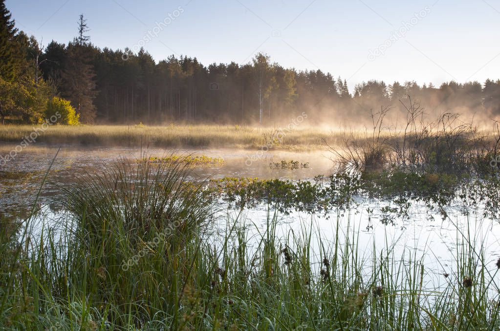 Misty swamp near forest 