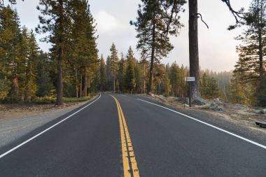 Çam ağaçları arasında sarı çizgili boş yol