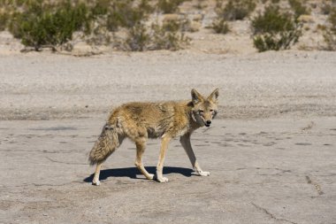 Coyote in Death Valley  clipart