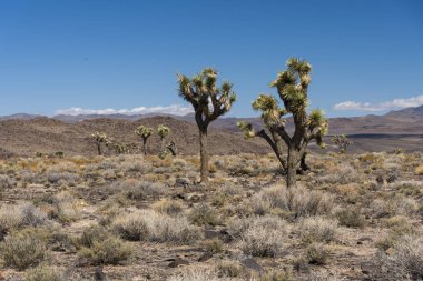 Joshua ağaçlar çöl