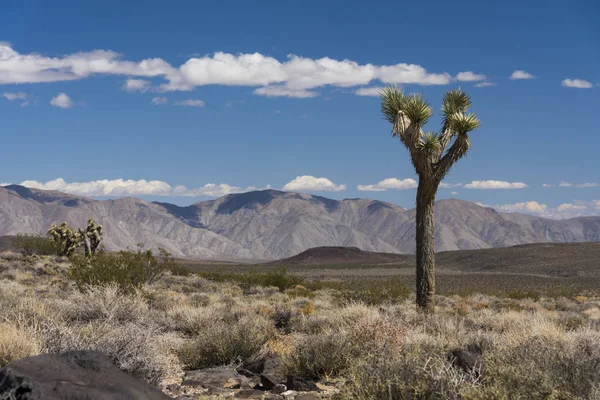 砂漠のジョシュア ツリー — ストック写真