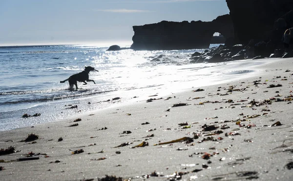 Plajda çalışan köpek — Stok fotoğraf