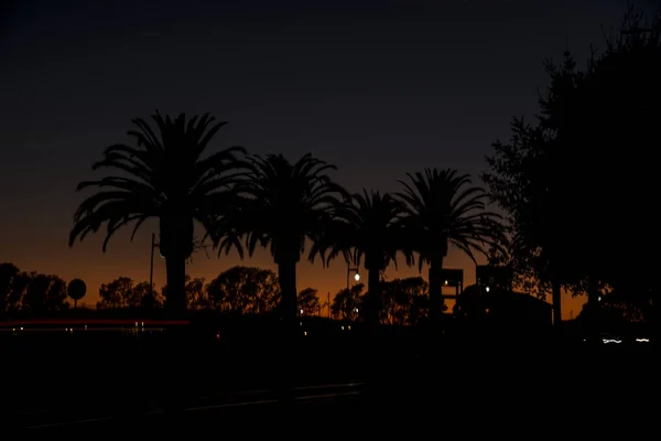 Silhouettes of palm trees — Stock Photo, Image