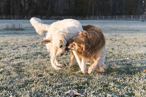 Golden retrievers jugando — Foto de Stock