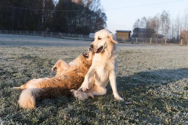 Golden retrievers jugando — Foto de Stock