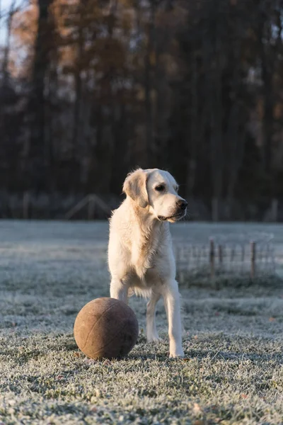 Golden Retriever al aire libre — Foto de Stock