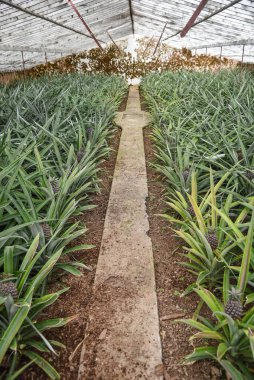 Ananas Bitkileri (Ananas Çiftliği)