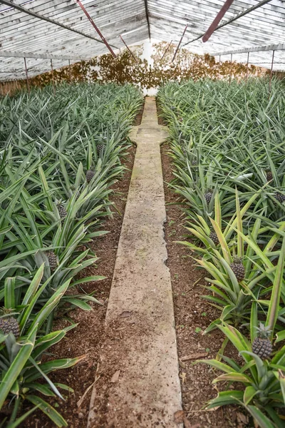 Piante Ananas Ananas Farm — Foto Stock