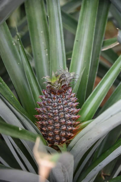 Growing Tasty Pineapple Close View Stock Photo