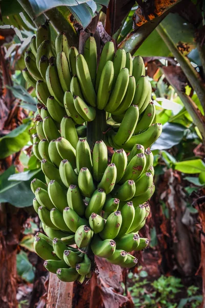 Grüne Bananen Wald Wild lizenzfreie Stockbilder
