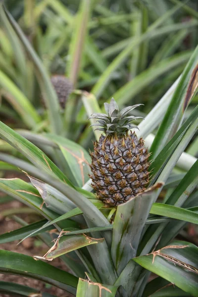 Wachsende Schmackhafte Ananas Nahaufnahme Stockfoto