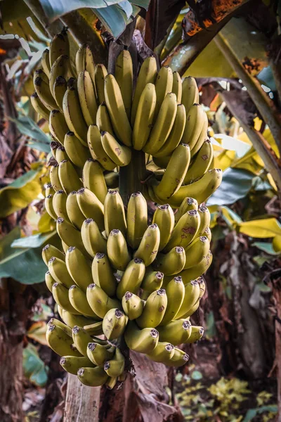 Banane Mature Nella Foresta Selvatici Foto Stock Royalty Free