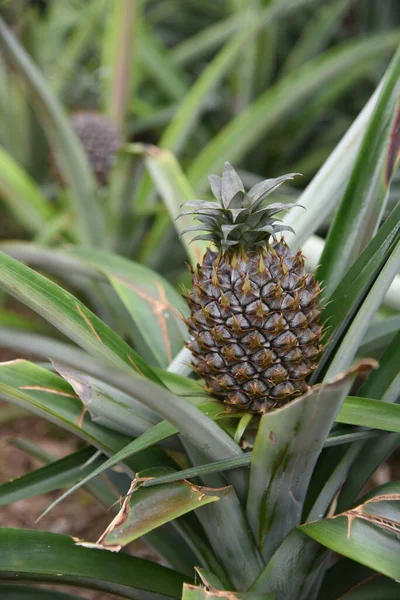 Growing Tasty Pineapple Close View Royalty Free Stock Images
