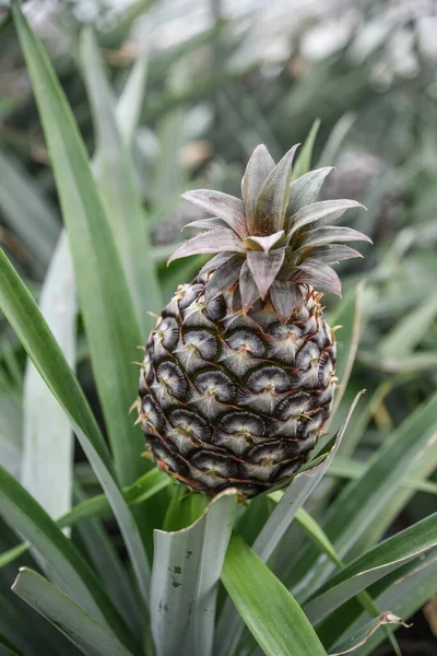 Growing Tasty Pineapple Close View Royalty Free Stock Photos