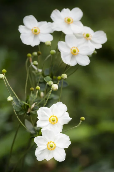 Anemon hupehensis çiçek — Stok fotoğraf