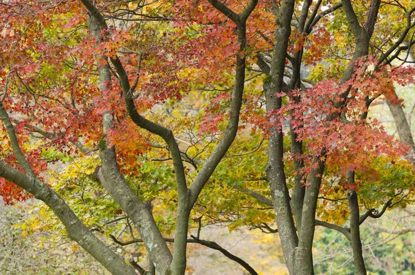 Detalles de la naturaleza en otoño — Foto de Stock