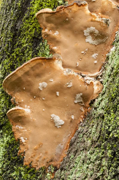 Detalles de la naturaleza en otoño — Foto de Stock