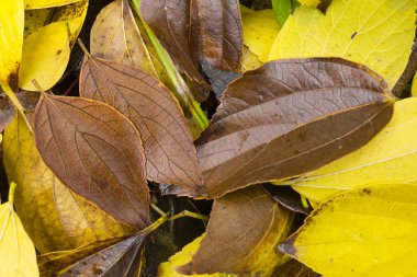 Sonbaharda doğanın ayrıntıları