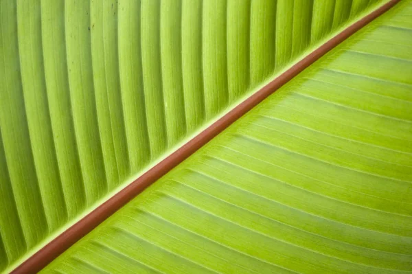 Detail of leaf of Banana tree — Stock Photo, Image