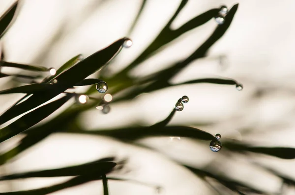 Dew drops on blades of grass — Stock Photo, Image