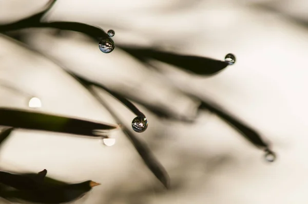 Tautropfen auf Grashalmen — Stockfoto