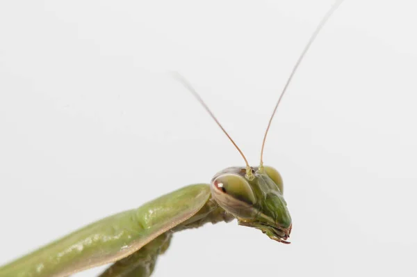 Κοντινό πλάνο Γυναίκα προσεύχεται mantis — Φωτογραφία Αρχείου