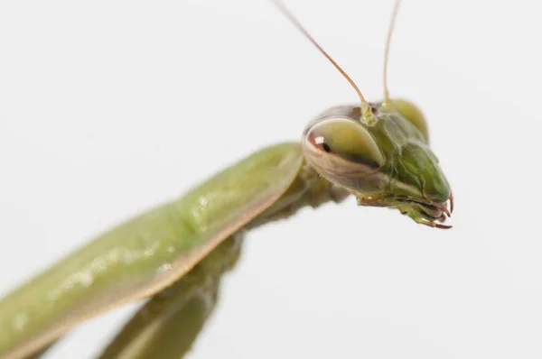 Primer plano de la mantis religiosa femenina —  Fotos de Stock