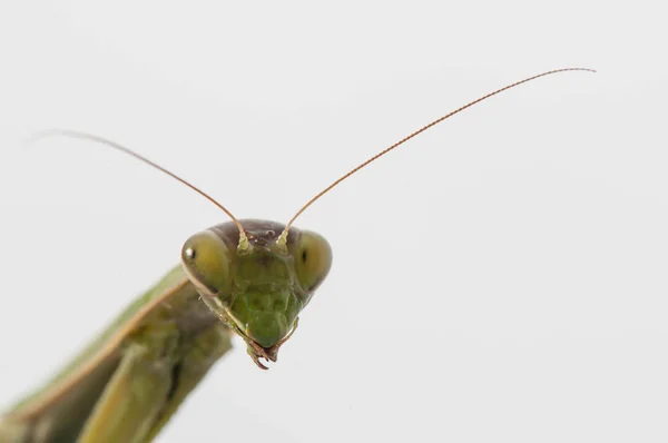 Close up van vrouwelijke praying mantis — Stockfoto