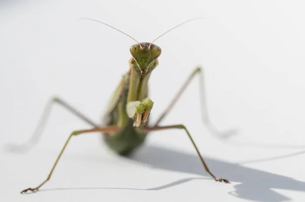 Närbild på kvinnliga praying mantis — Stockfoto