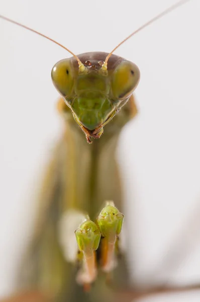 Primer plano de la mantis religiosa femenina —  Fotos de Stock