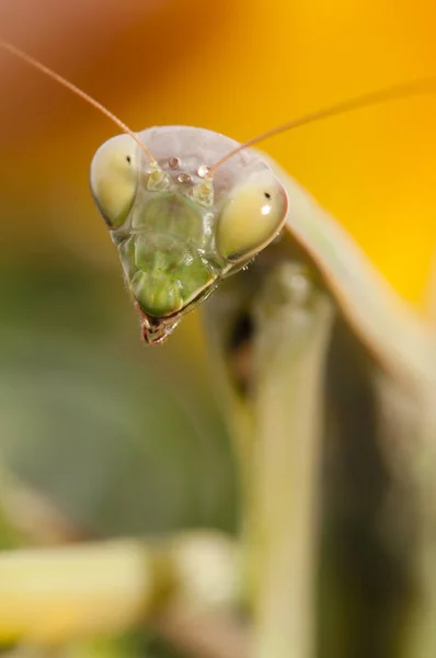 Close up of female praying mantis — Stock Photo, Image