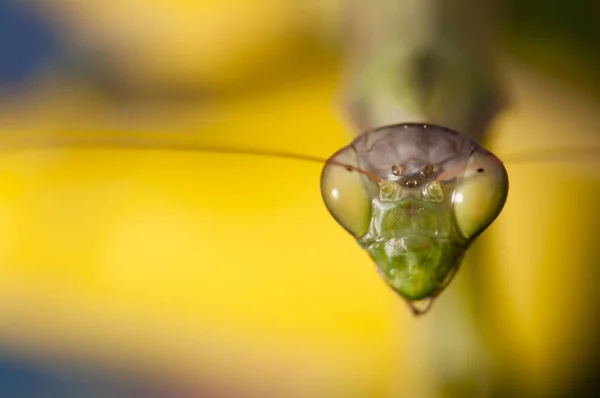 Close up of female praying mantis — Stock Photo, Image