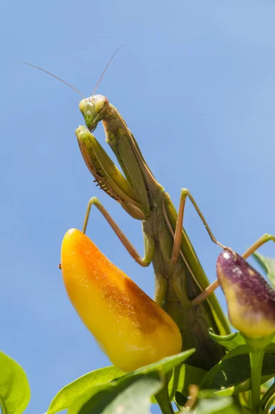 Närbild på kvinnliga praying mantis — Stockfoto