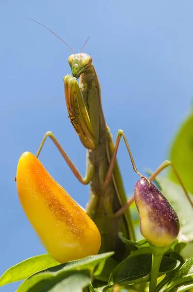 Κοντινό πλάνο Γυναίκα προσεύχεται mantis — Φωτογραφία Αρχείου