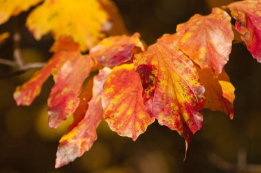 Parrotia persica ağacının ayrıntı 