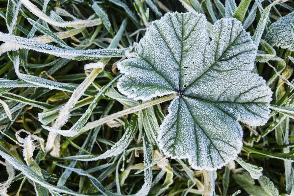 Tidig morgon frost på gräset — Stockfoto