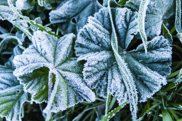 Early morning frost on grass — Stock Photo, Image