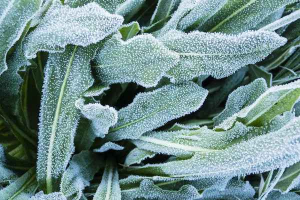 Frühmorgendlicher Frost auf Gras — Stockfoto