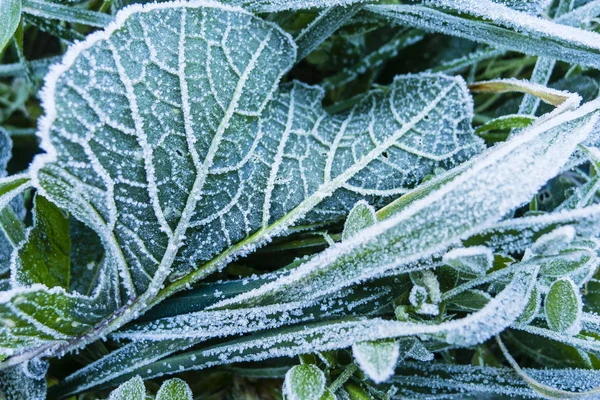 Tidig morgon frost på gräset — Stockfoto