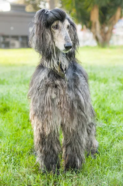 Afghan Hound, dog — Stock Photo, Image
