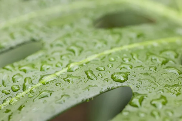 Gotas de lluvia en la hoja de la planta de queso — Foto de Stock