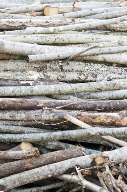 Kesilmiş ağaç dalları yığını