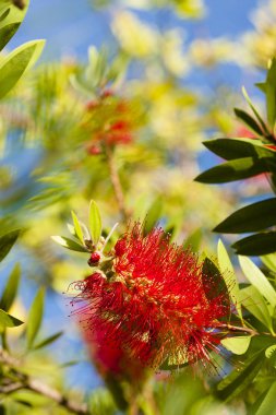 Melaleuca viminalis, bottlebrush ağlayan çiçekler