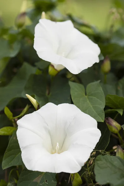 White flowers of Morning Glory — Stock Photo, Image