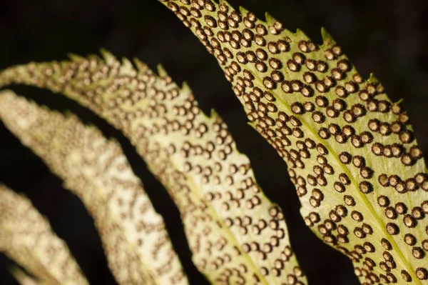 Farnsporen auf Blatt. — Stockfoto