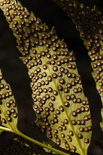 Fern spores on leaf. — Stock Photo, Image