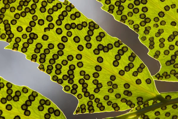 Fern spores on leaf. — Stock Photo, Image