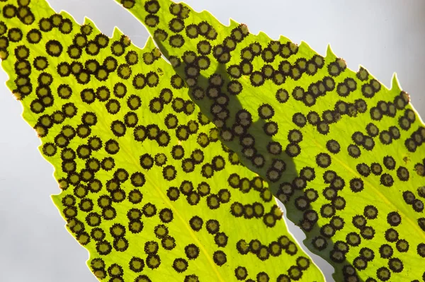 Farnsporen auf Blatt. — Stockfoto